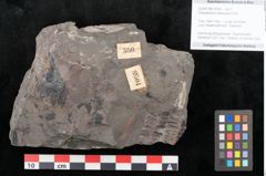 Foto (Objekt + Etikett) von Dictyophyllum obtusilobum Sch. (NHMW-GEO-2024-0188-10504)